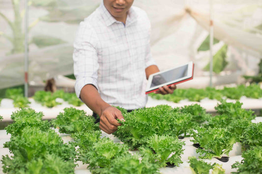 Farmer checking his lettuce growing on a hydroponics system and logging data