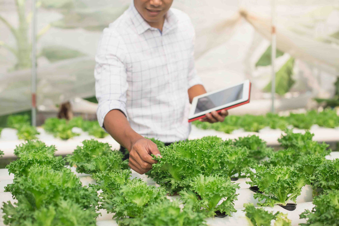 Farmer checking his lettuce growing on a hydroponics system and logging data
