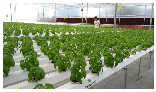 Nutrient Film Technique (NFT) Hydroponic Farm with Farmer standing and monitoring his basil crops  