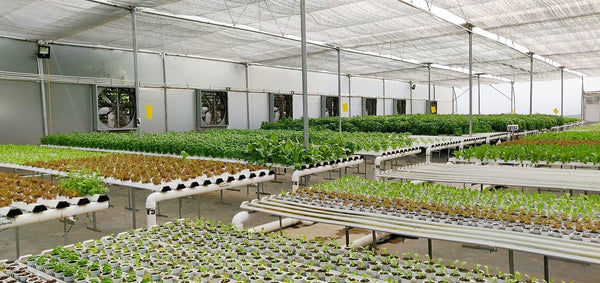 NFT Bundle - 2500 Sqft - Bundle 20x - Farm Table - (8G) 1.4 x 6 x 1 Mts